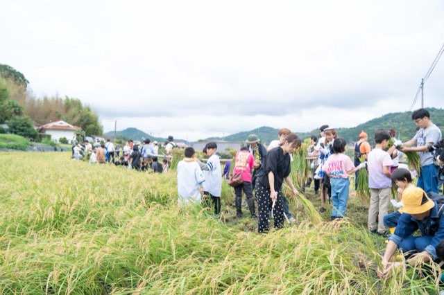 黄金色の田んぼで稲刈りをする人たち